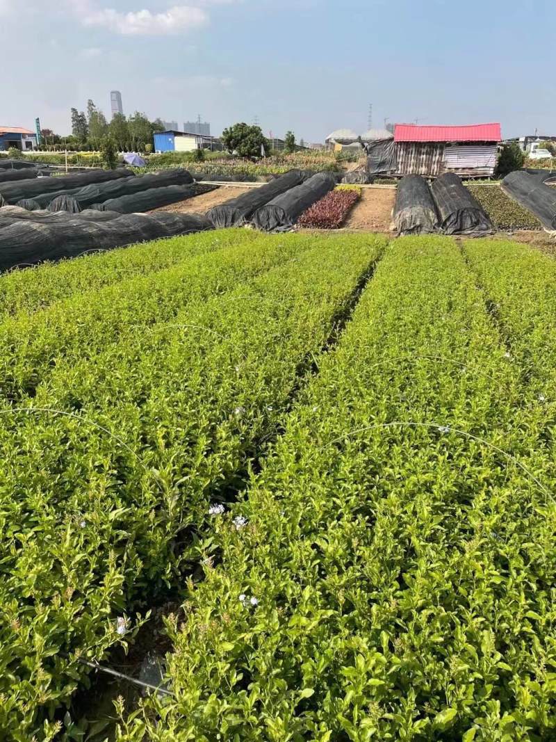 蓝雪花各位规格基地大量现货供应，欢迎各位客户咨询