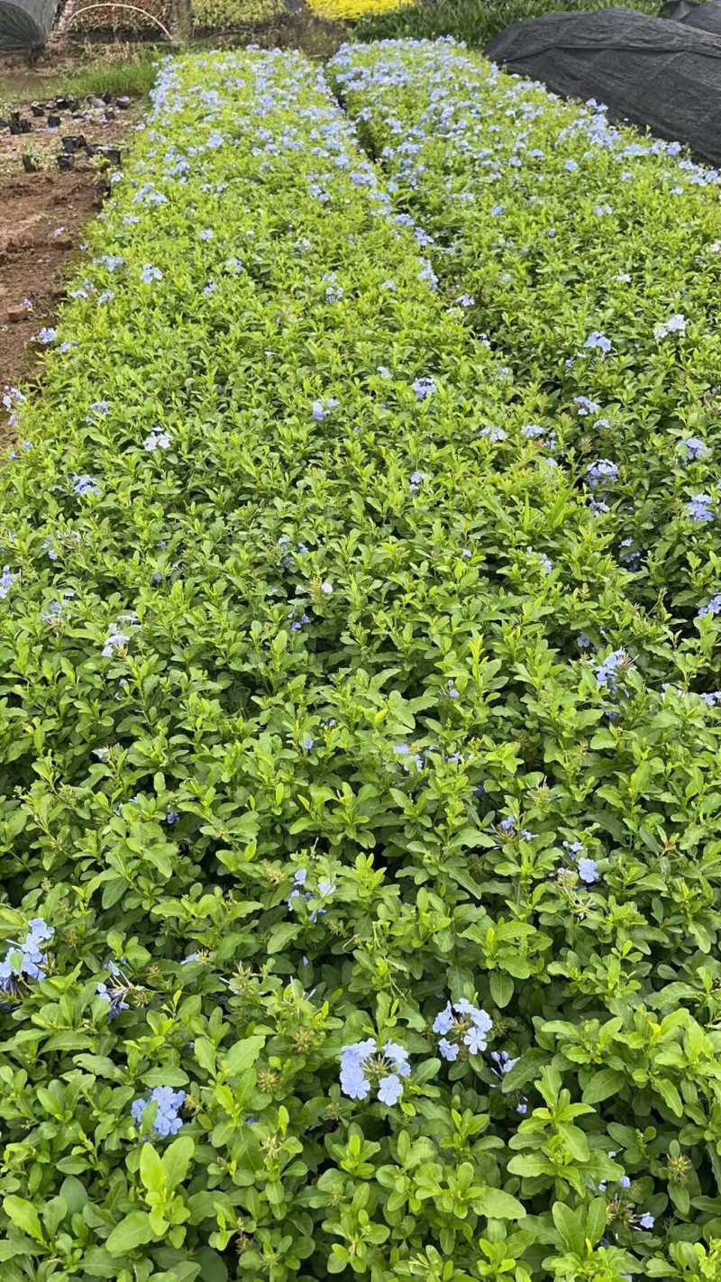 蓝雪花各位规格基地大量现货供应，欢迎各位客户咨询
