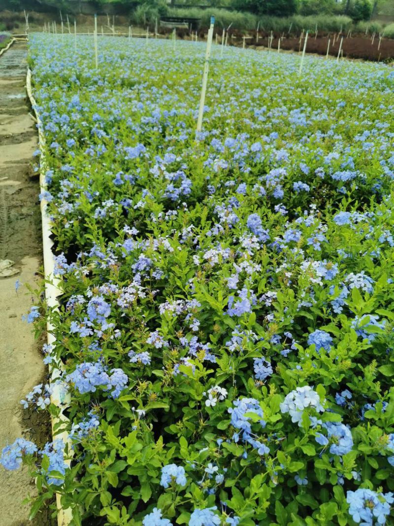 蓝雪花各位规格基地大量现货供应，欢迎各位客户咨询