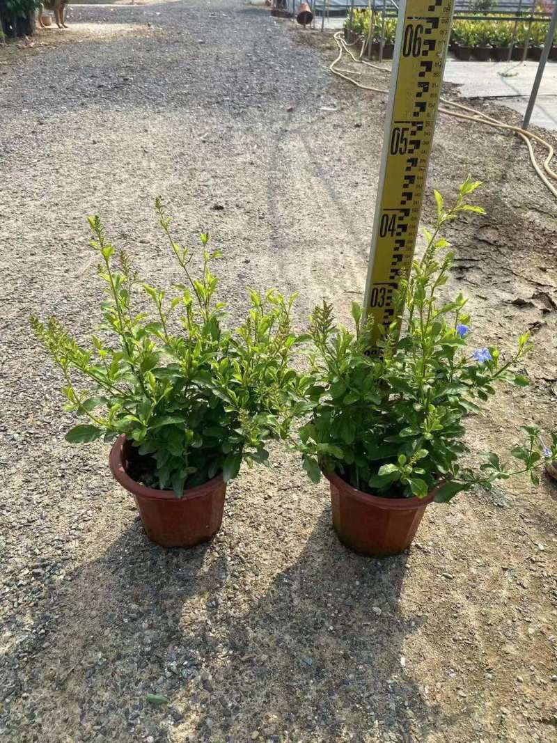 蓝雪花各位规格基地大量现货供应，欢迎各位客户咨询