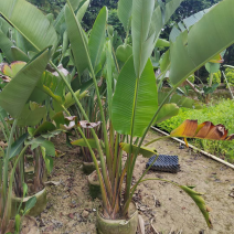 天堂鸟各种规格基地大量现货供应，欢迎各位客户咨询