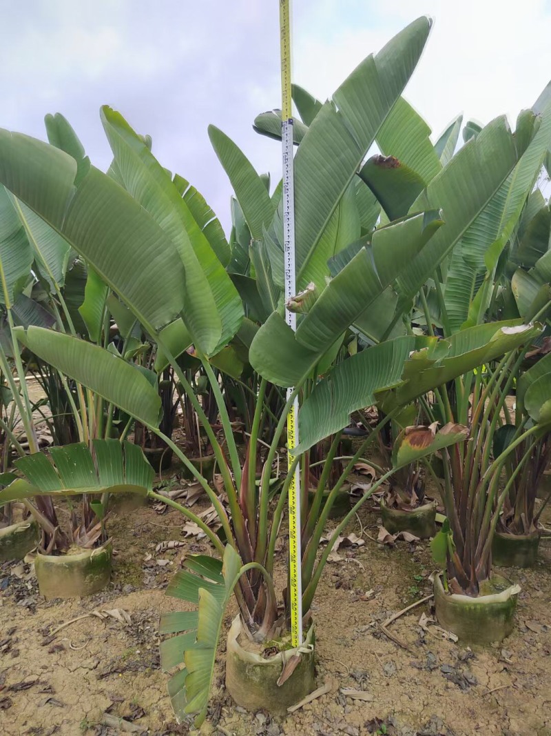 天堂鸟各种规格基地大量现货供应，欢迎各位客户咨询
