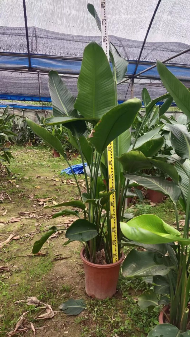 天堂鸟各种规格基地大量现货供应，欢迎各位客户咨询