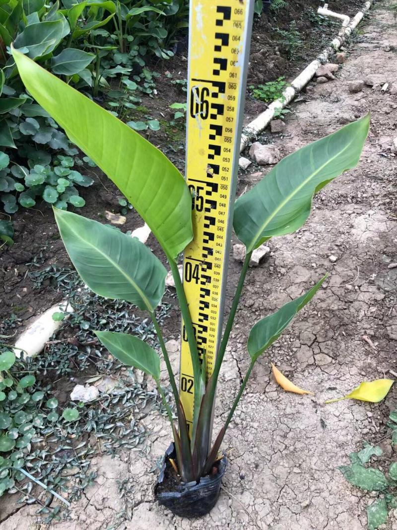 天堂鸟各种规格基地大量现货供应，欢迎各位客户咨询