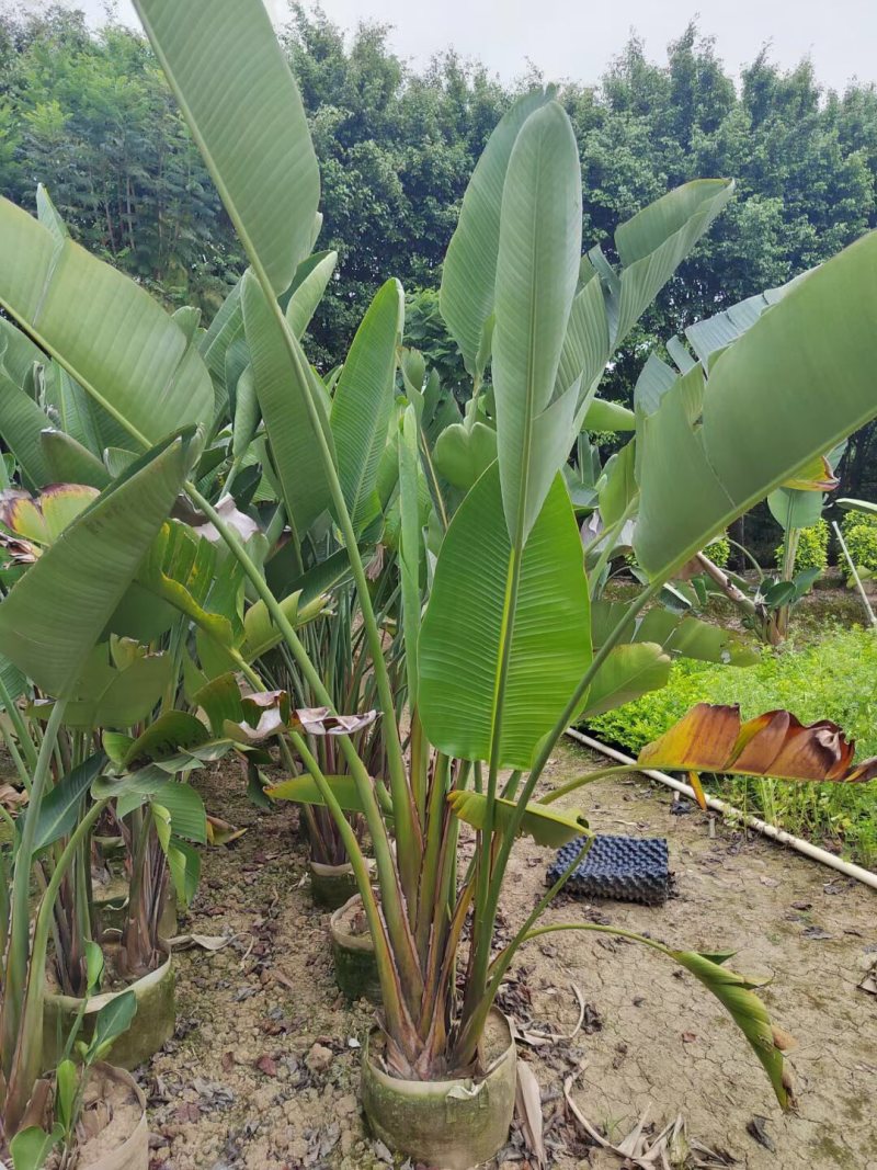 天堂鸟各种规格基地大量现货供应，欢迎各位客户咨询