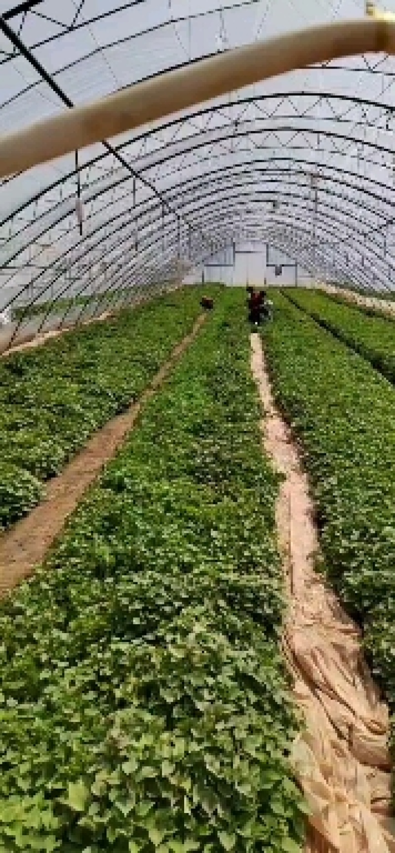 陕西红薯苗，秦薯五号