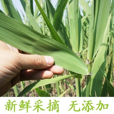 芦苇叶