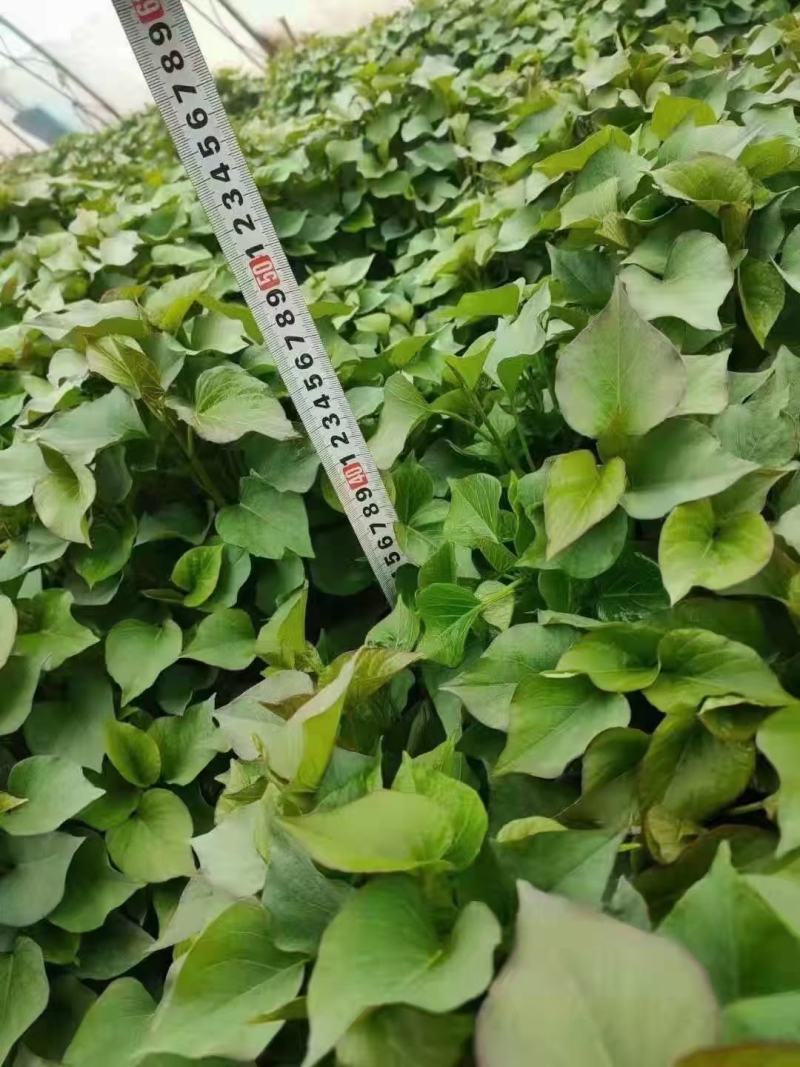 秦薯五号红薯苗