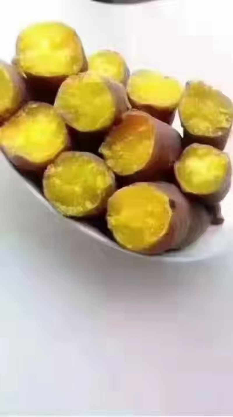 秦薯五号红薯苗