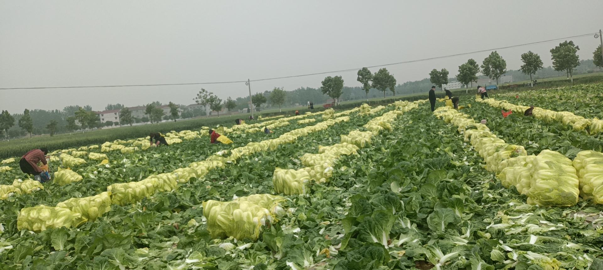 工人正在田间采收金童一号大娃娃菜,动作规范,去除老叶后整齐码放在塑料筐中;旁边设有简易分级台,按大小进行分类;背景可见冷链运输车待装货,体现从田头到市场的高效衔接流程 金童一号大娃娃菜采收与分级包装现场