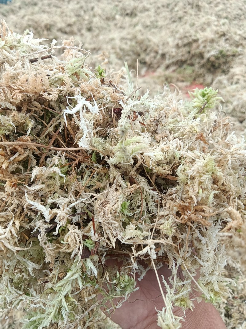 大量出售水苔干货须要购买的联系