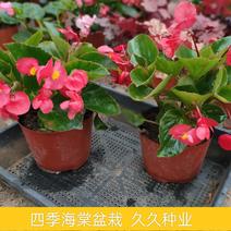 四季海棠花盆栽四季开花卉庭院阳台好养易活带花苞发货