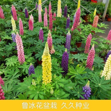 鲁冰花盆栽花苗带花发货羽扇豆盆栽好养耐晒多年生庭院阳台