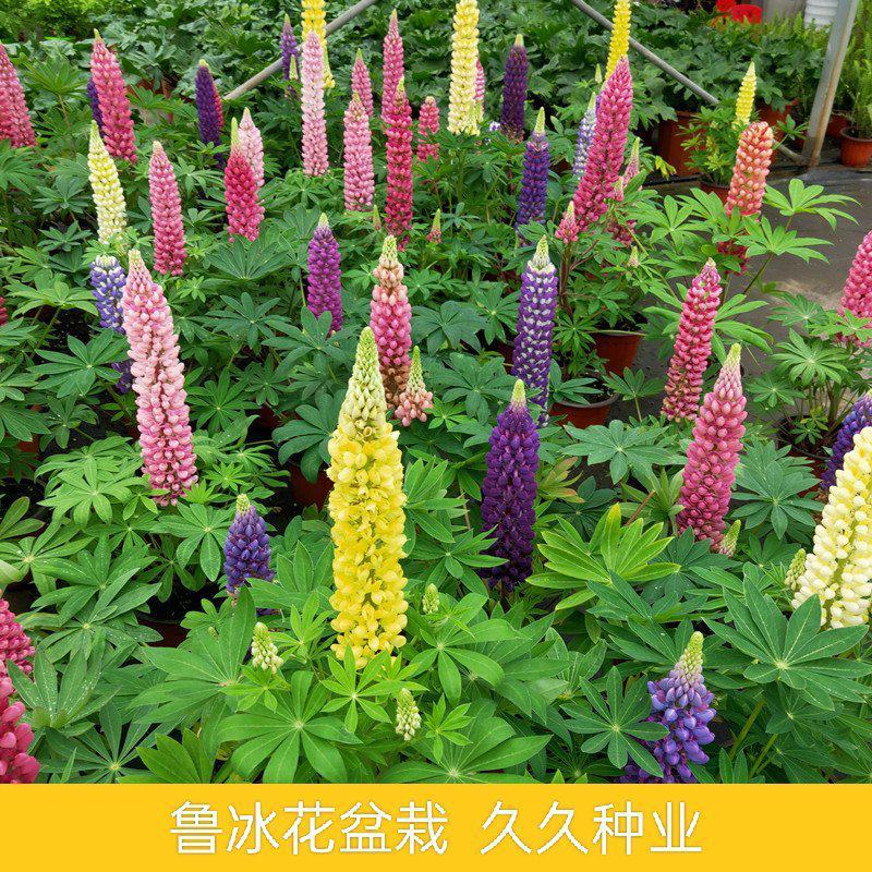 鲁冰花盆栽花苗带花发货羽扇豆盆栽好养耐晒多年生庭院阳台