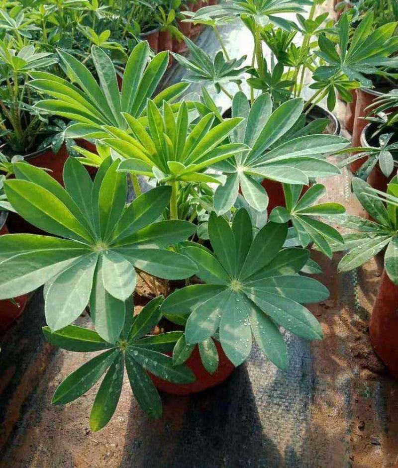 鲁冰花盆栽花苗带花发货羽扇豆盆栽好养耐晒多年生庭院阳台