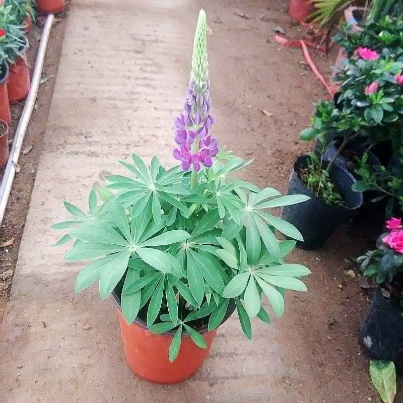 鲁冰花盆栽花苗带花发货羽扇豆盆栽好养耐晒多年生庭院阳台