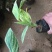 【荐】花叶美人蕉农户直销,价格优惠量大从优可视频