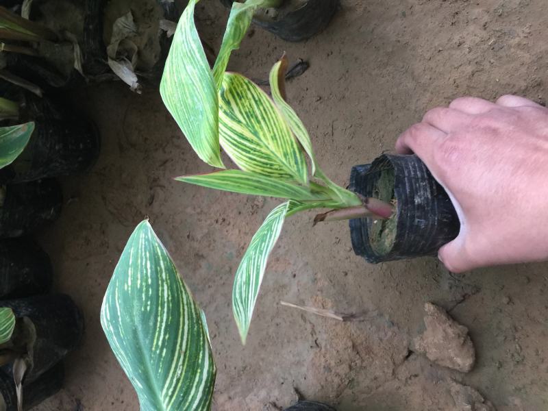 【荐】花叶美人蕉农户直销，价格优惠量大从优可视频
