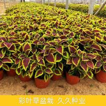 彩叶草盆栽花卉五彩苏观叶植物室内阳台庭院清心草办公室好养