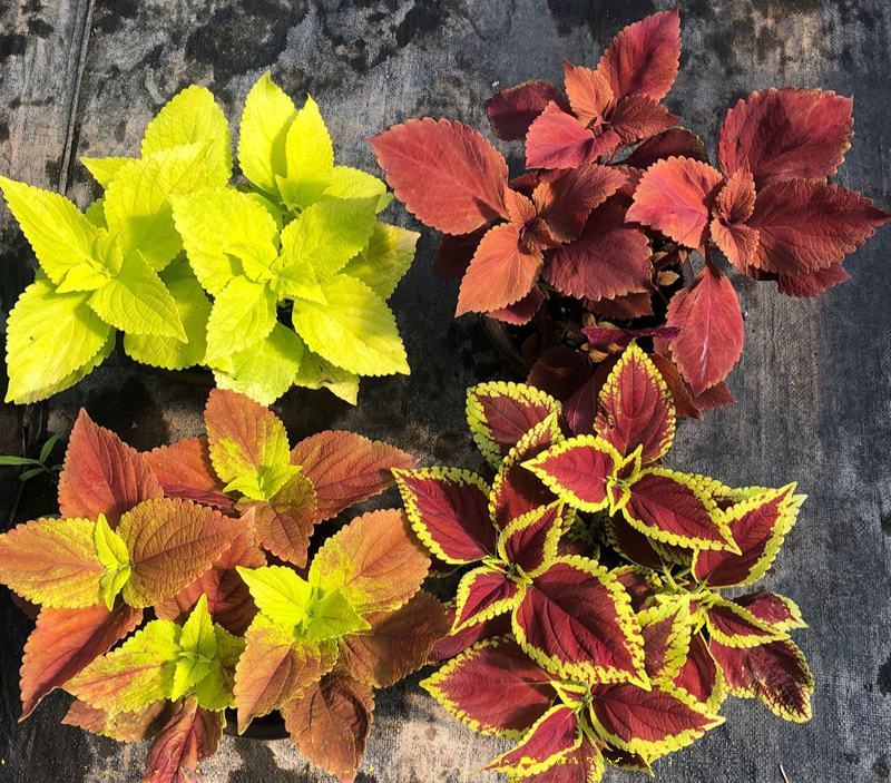 彩叶草盆栽花卉五彩苏观叶植物室内阳台庭院清心草办公室好养