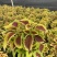 彩叶草盆栽花卉五彩苏观叶植物室内阳台庭院清心草办公室好养
