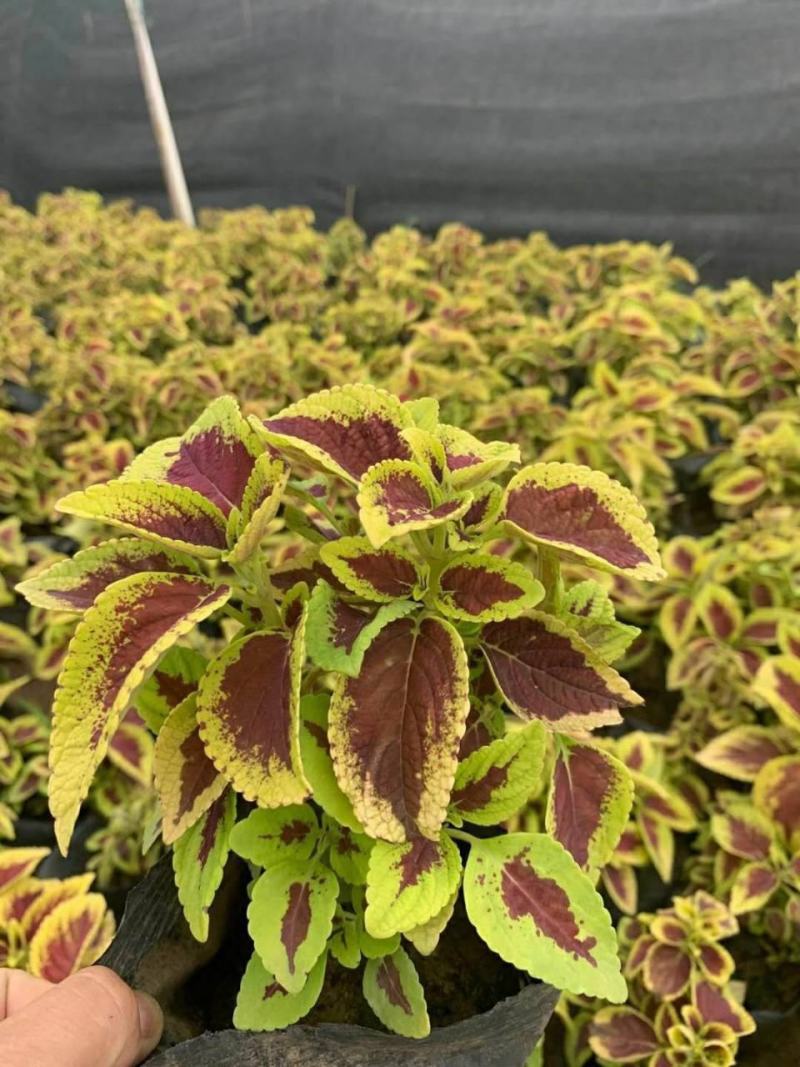 彩叶草盆栽花卉五彩苏观叶植物室内阳台庭院清心草办公室好养