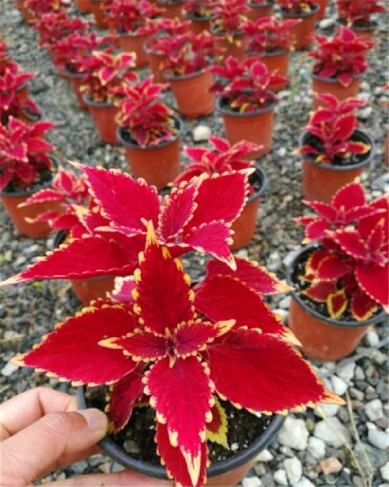 彩叶草盆栽花卉五彩苏观叶植物室内阳台庭院清心草办公室好养