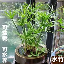 【荐】水竹自产自销量大从优，价格，可视频