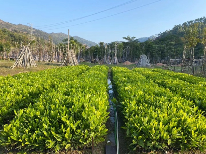 马占相思杯苗马占相美植袋苗20-300cm大叶相思