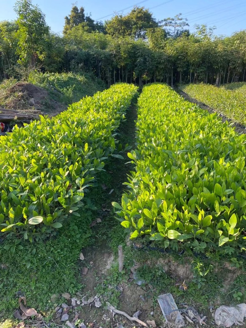 马占相思杯苗马占相美植袋苗20-300cm大叶相思