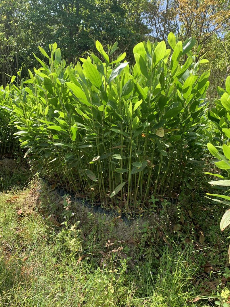 马占相思杯苗马占相美植袋苗20-300cm大叶相思