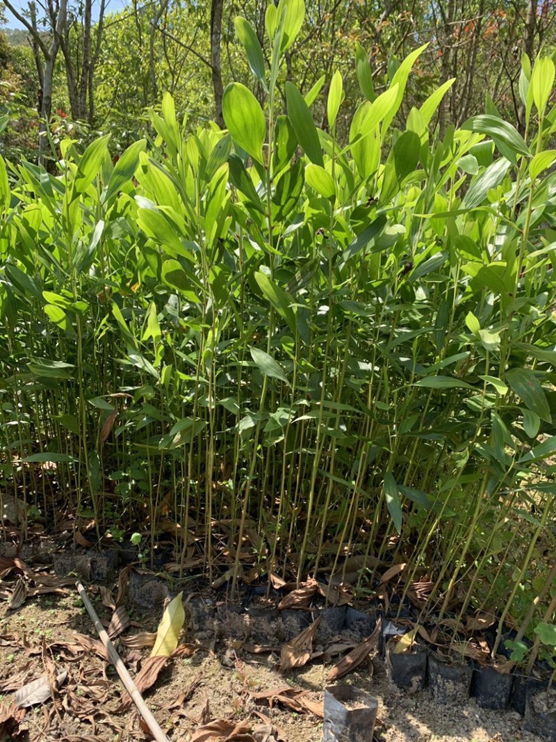 马占相思杯苗马占相美植袋苗20-300cm大叶相思