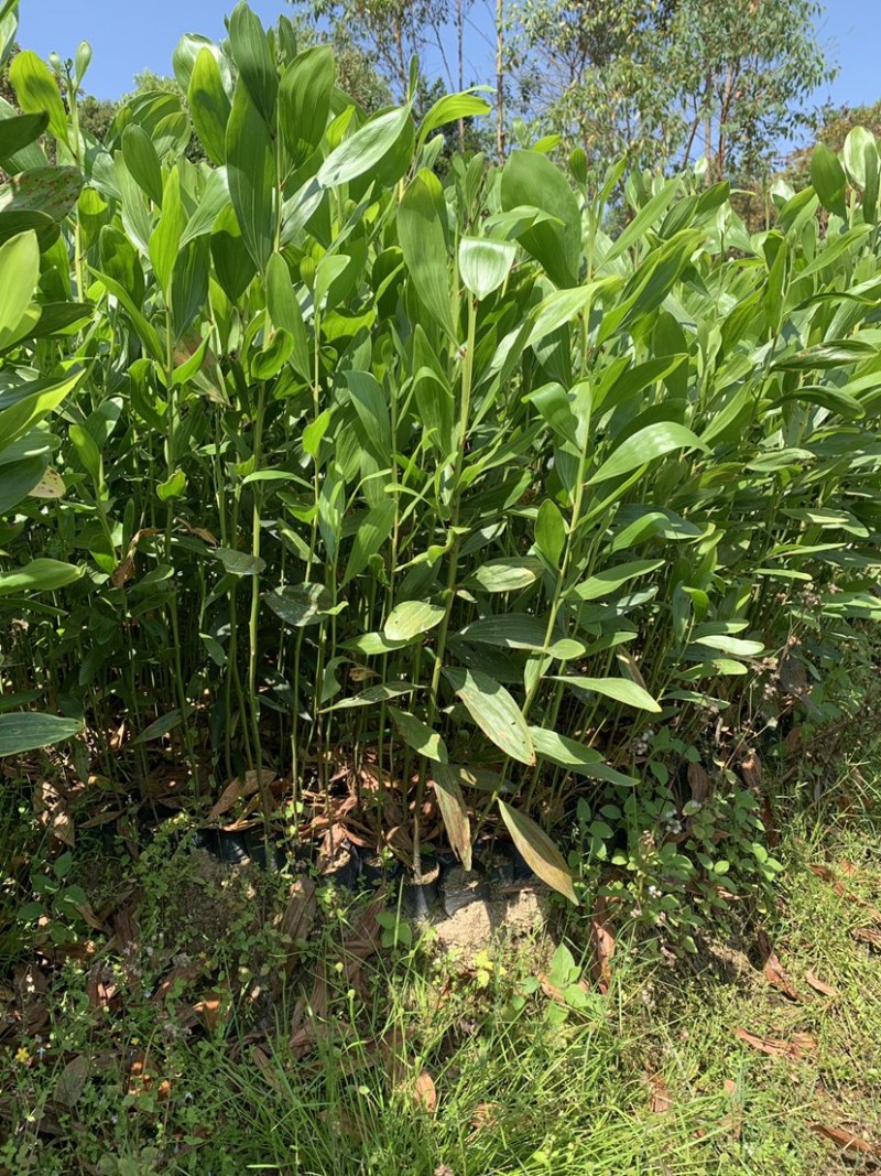 马占相思杯苗马占相美植袋苗20-300cm大叶相思