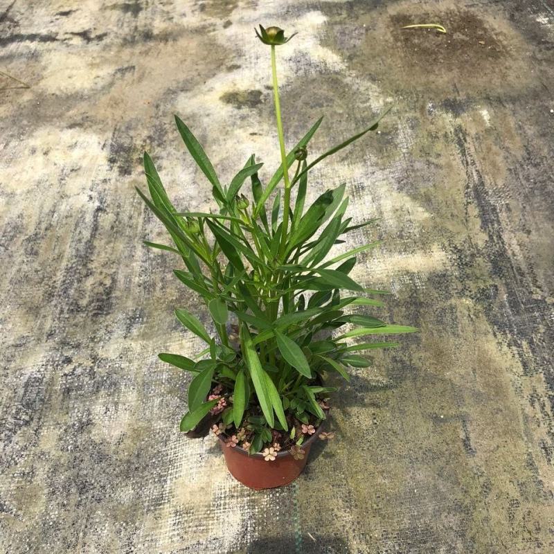 【荐】金鸡菊自产自销产地直发量大从优可视频看货
