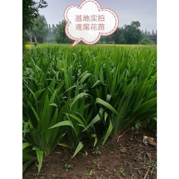 【荐】蓝花鸢尾自产自销价格优惠量大从优可视频