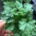 矾根耐寒植物观叶盆栽彩叶多年生阳台庭院花园四季变色多年生