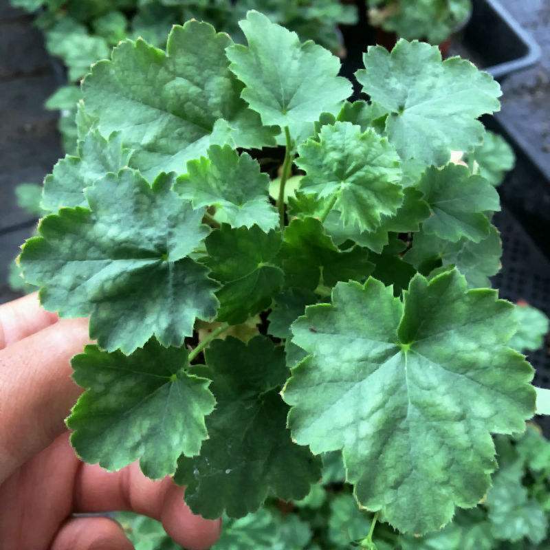 矾根耐寒植物观叶盆栽彩叶多年生阳台庭院花园四季变色多年生