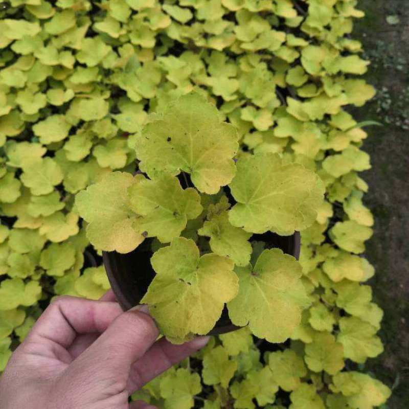 矾根耐寒植物观叶盆栽彩叶多年生阳台庭院花园四季变色多年生