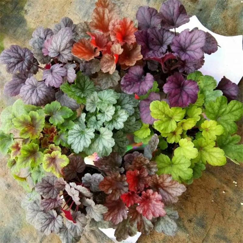 矾根耐寒植物观叶盆栽彩叶多年生阳台庭院花园四季变色多年生