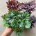 矾根耐寒植物观叶盆栽彩叶多年生阳台庭院花园四季变色多年生