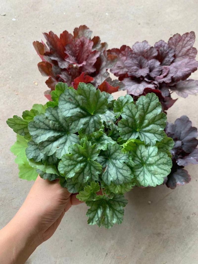 矾根耐寒植物观叶盆栽彩叶多年生阳台庭院花园四季变色多年生