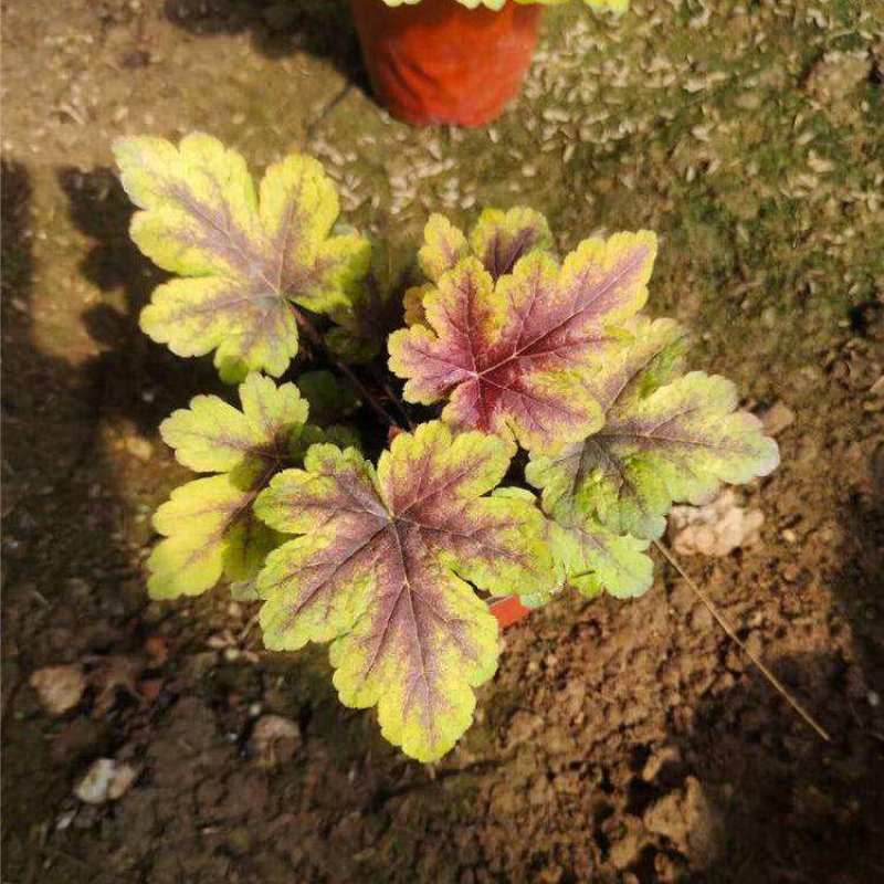 矾根耐寒植物观叶盆栽彩叶多年生阳台庭院花园四季变色多年生