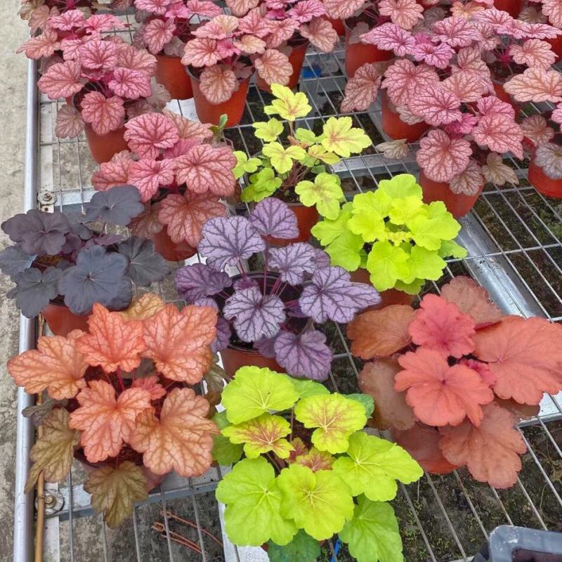 矾根耐寒植物观叶盆栽彩叶多年生阳台庭院花园四季变色多年生