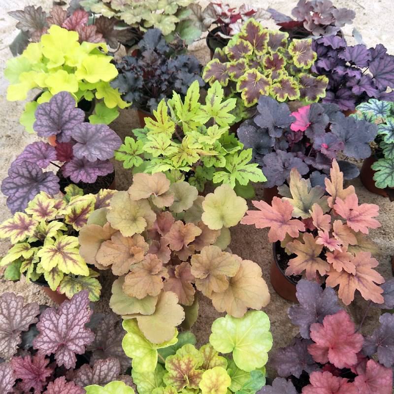 矾根耐寒植物观叶盆栽彩叶多年生阳台庭院花园四季变色多年生
