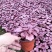 矾根耐寒植物观叶盆栽彩叶多年生阳台庭院花园四季变色多年生