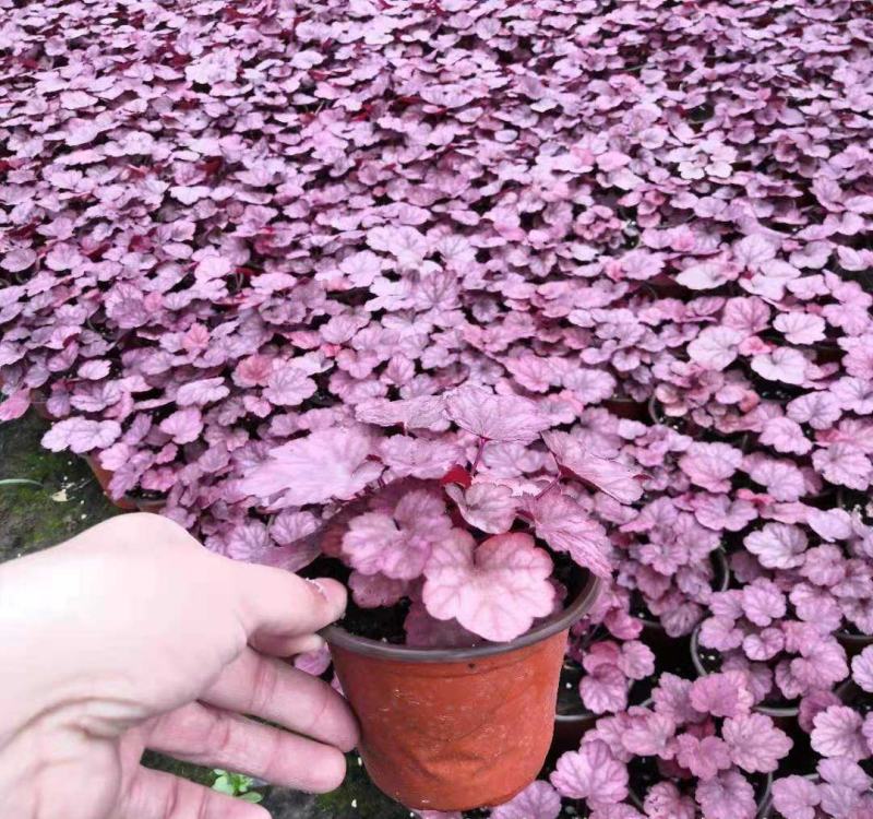 矾根耐寒植物观叶盆栽彩叶多年生阳台庭院花园四季变色多年生