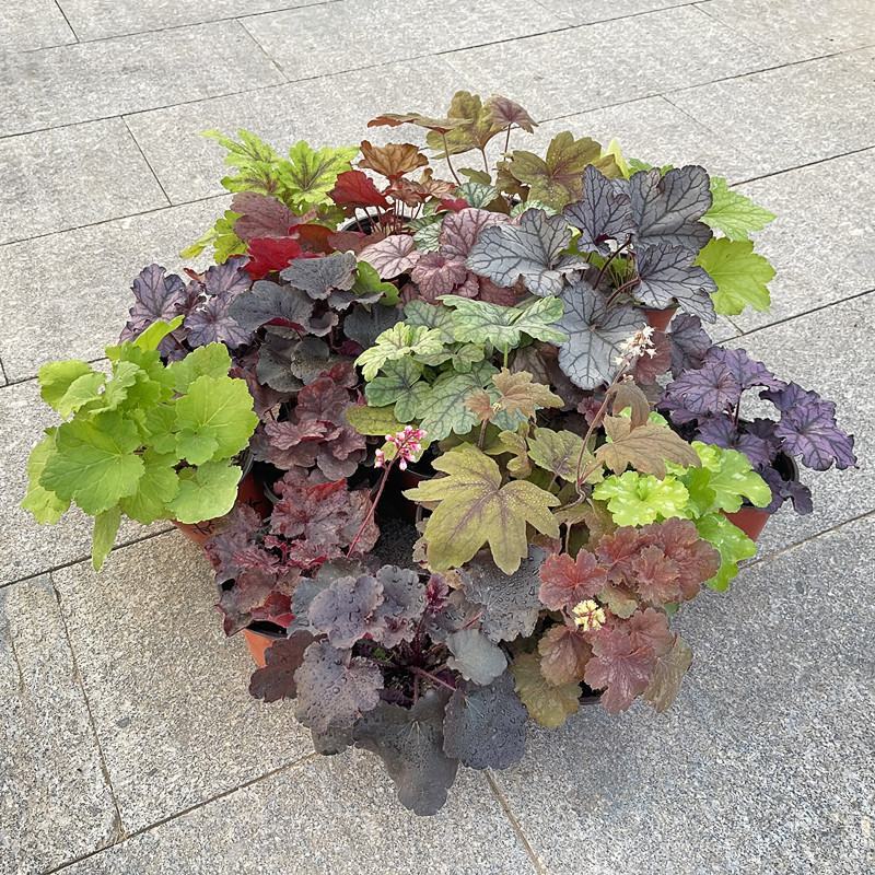 矾根耐寒植物观叶盆栽彩叶多年生阳台庭院花园四季变色多年生