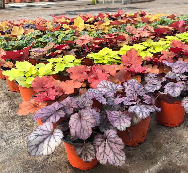 矾根耐寒植物观叶盆栽彩叶多年生阳台庭院花园四季变色多年生