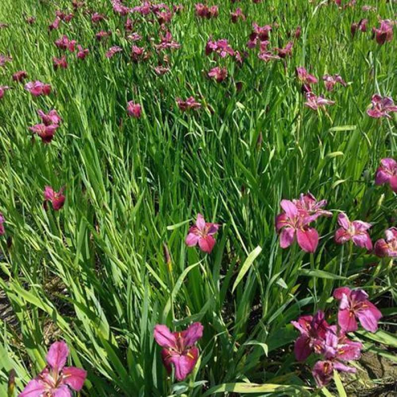 【荐】蓝花鸢尾自产自销价格优惠量大从优可视频