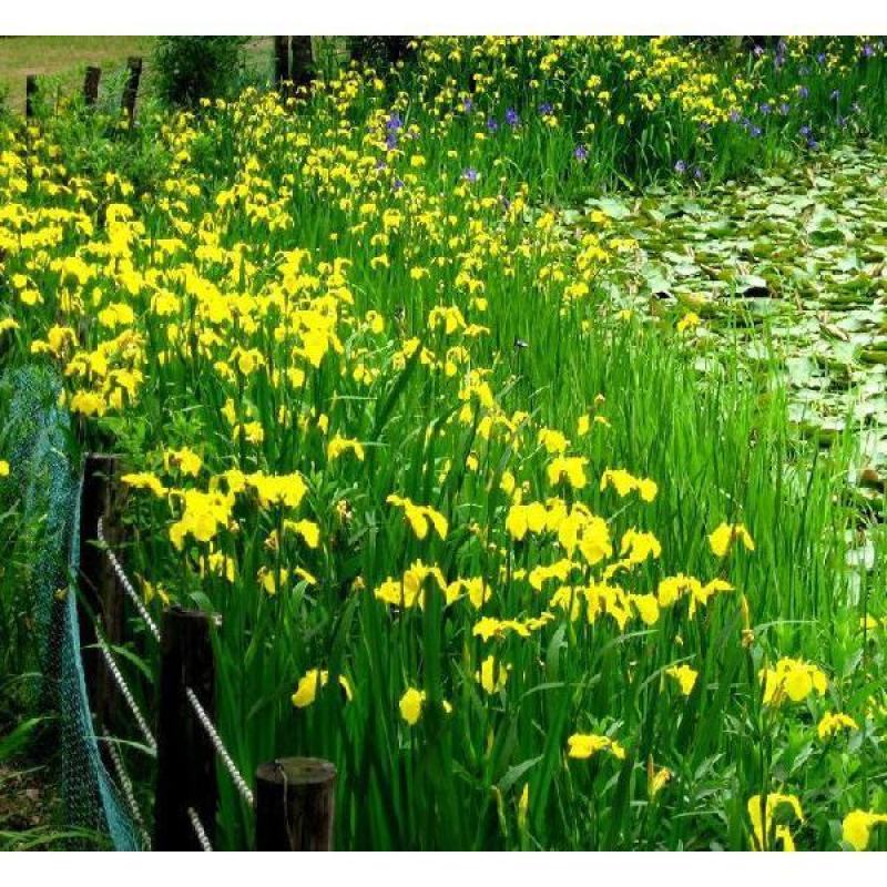 【荐】蓝花鸢尾自产自销价格优惠量大从优可视频